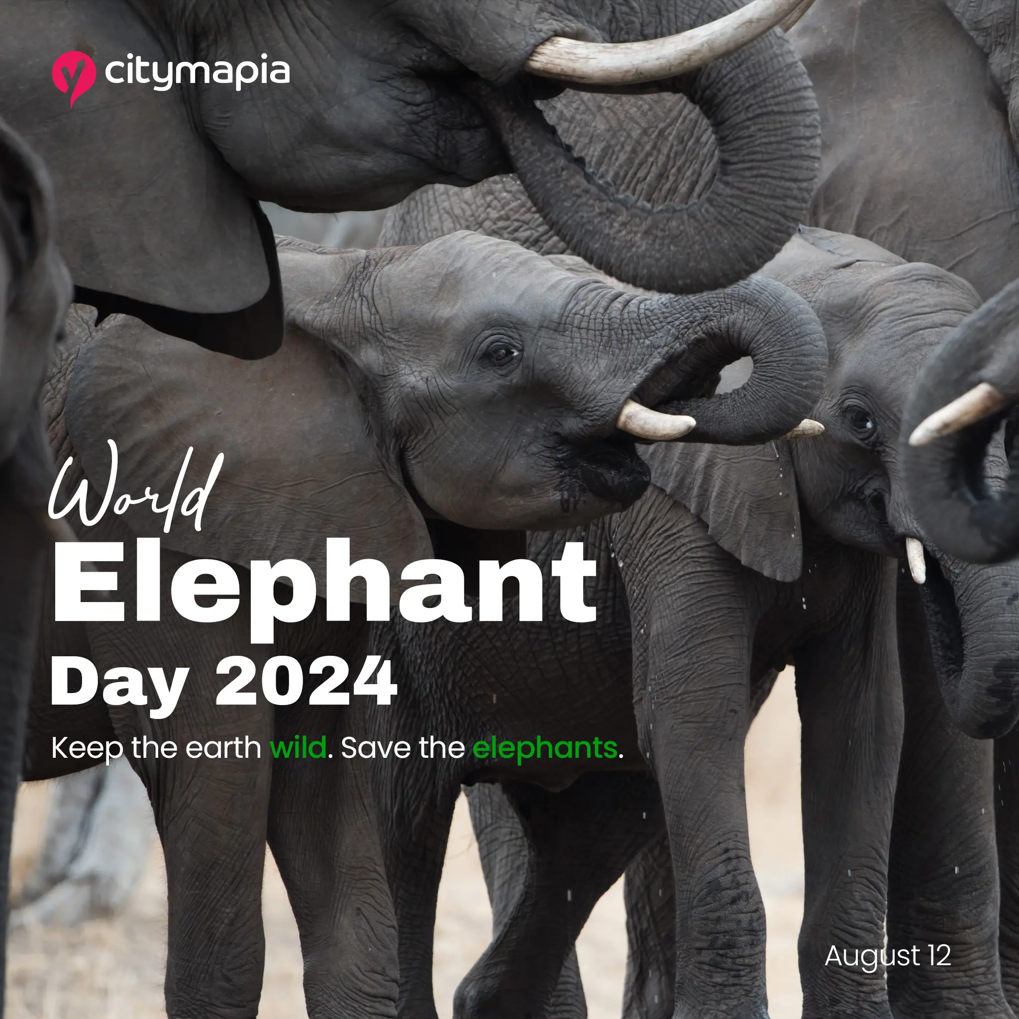 World Elephant Day