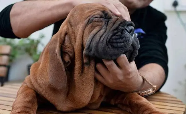 Bengaluru Dogs Get Their Own Cab Service