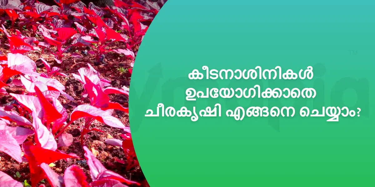 കീടനാശിനികൾ ഉപയോഗിക്കാതെ ചീരകൃഷി എങ്ങനെ ചെയ്യാം?