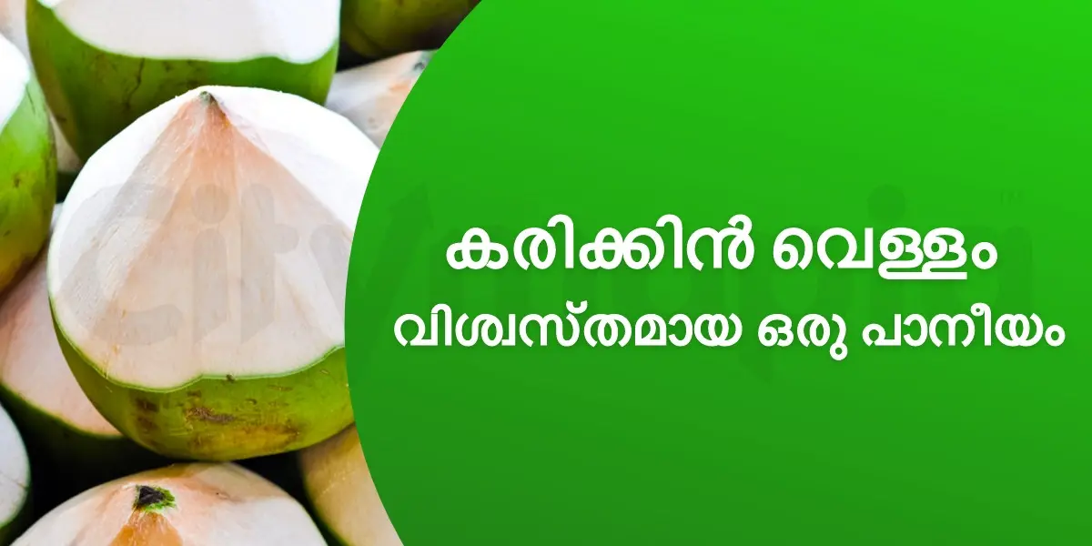കരിക്കിൻ വെള്ളം വിശ്വസ്തമായ ഒരു പാനീയം 
