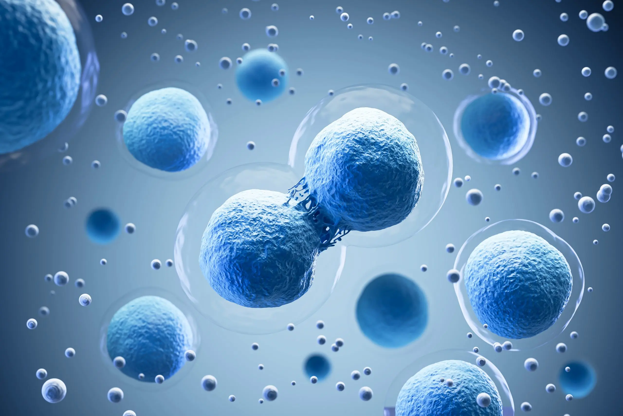 How Do Mesenchymal Stem Cells ED Enhance Blood Flow?