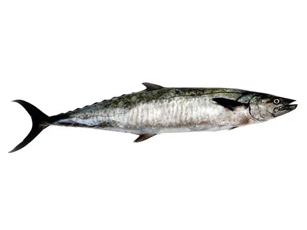 Seer Fish / Neymeen