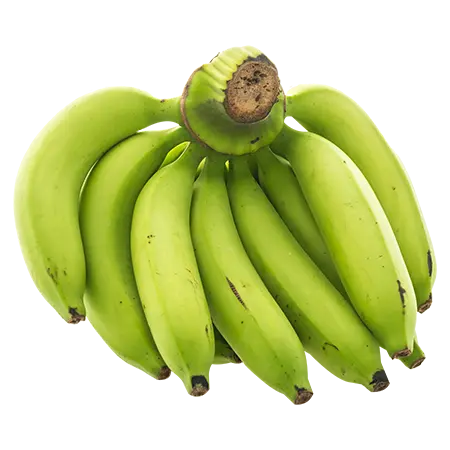 റോബസ്‌റ്റ 