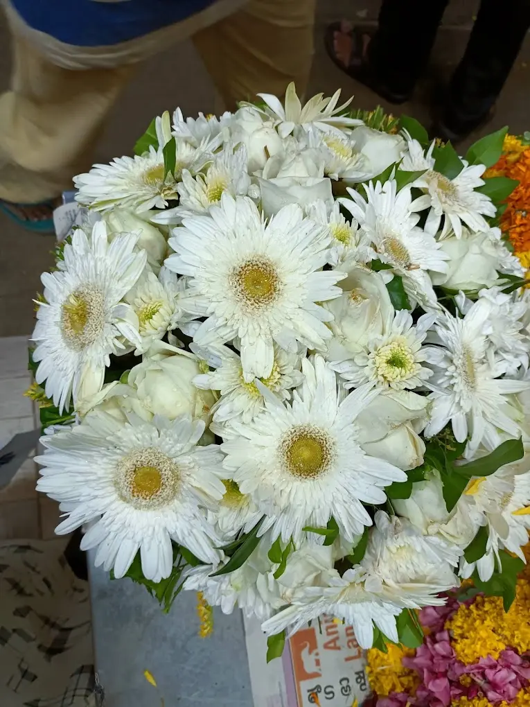 Daisy