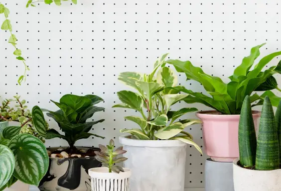 Artificial Plants