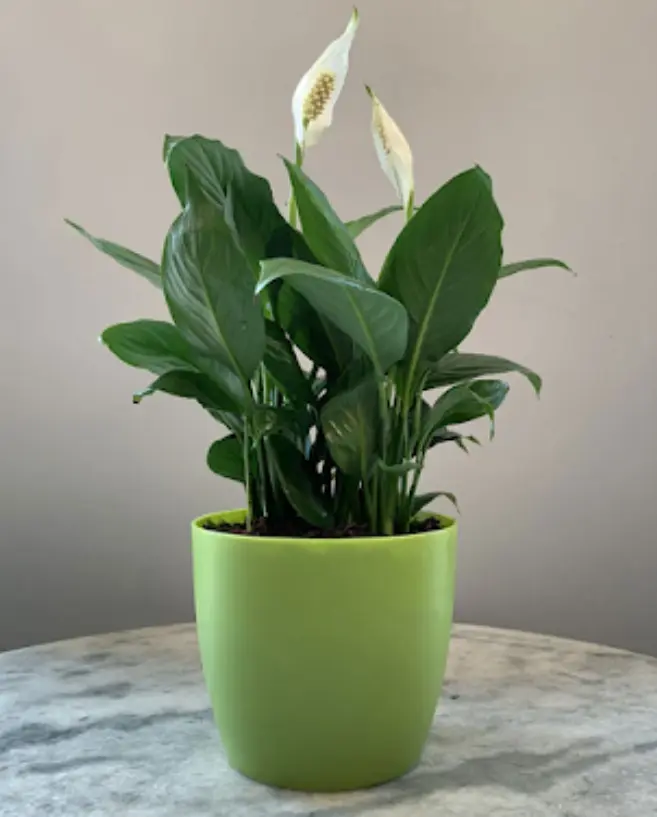 Indoor Plants