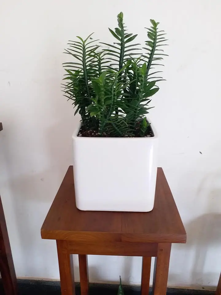 Plants