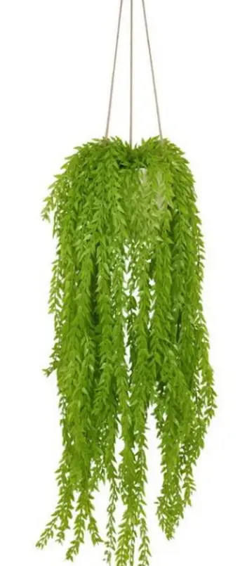 Hanging Plants