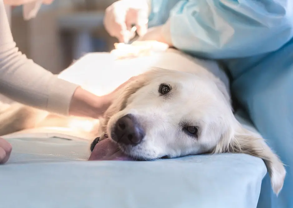 Routine and Special Pet Surgery