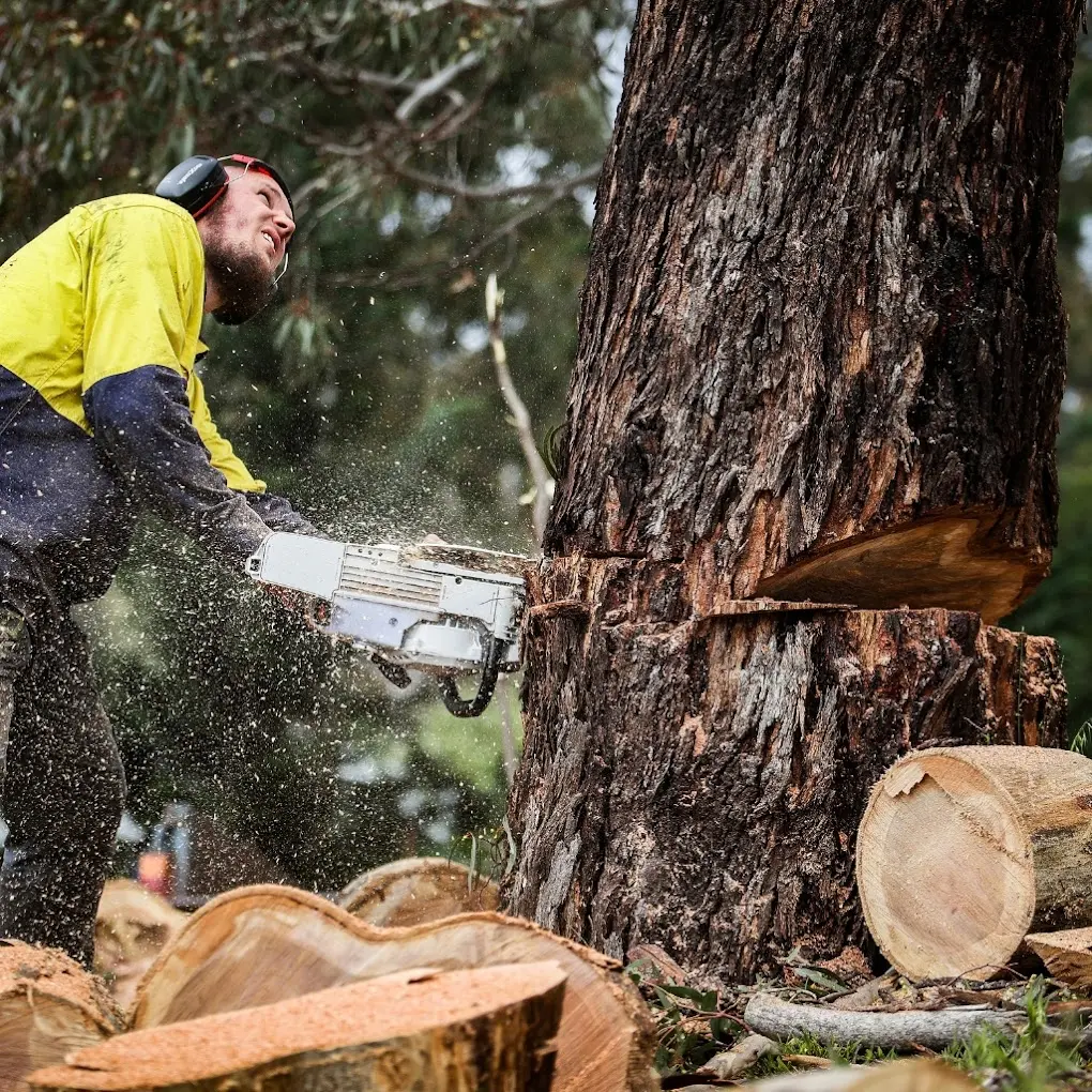 Tree Removal