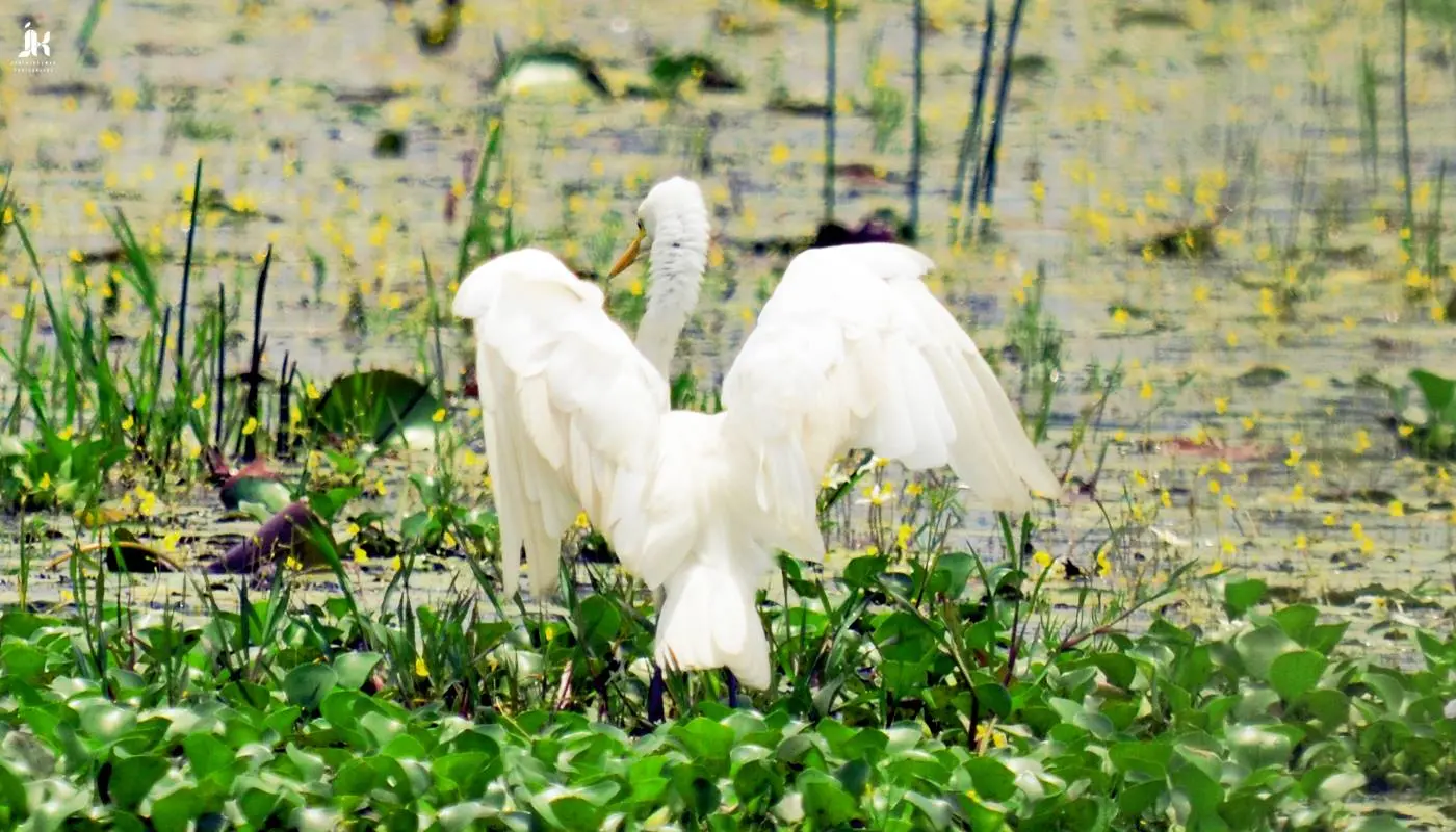 Kumarakom Bird Santuary