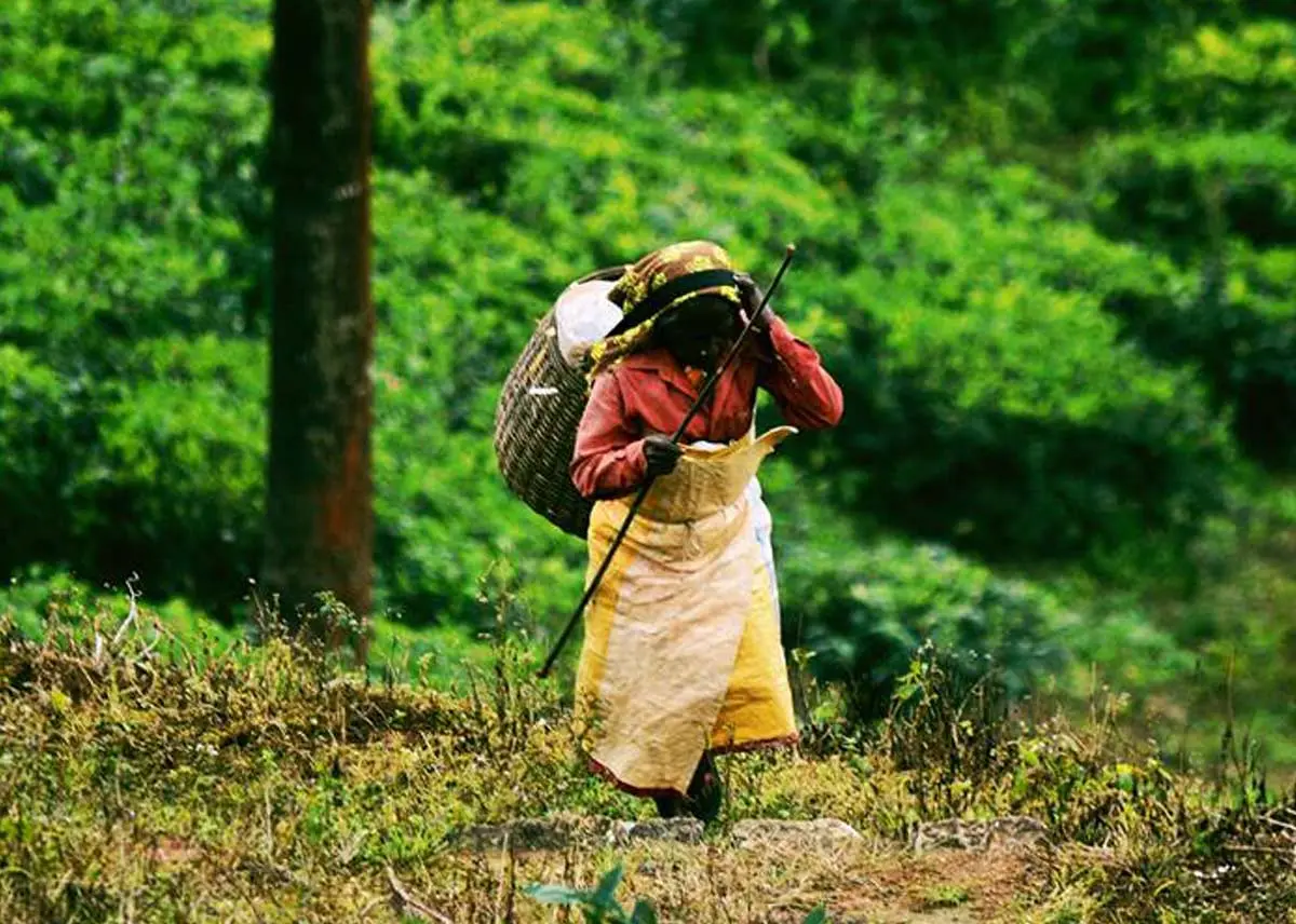  Tea picker - Kuttikkanam tea plantation