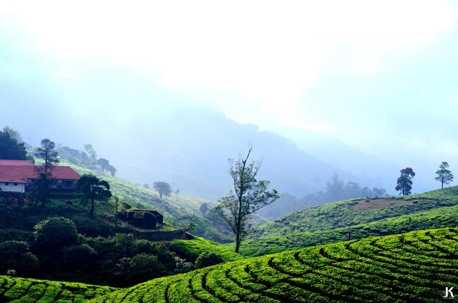 Vagamon tea county