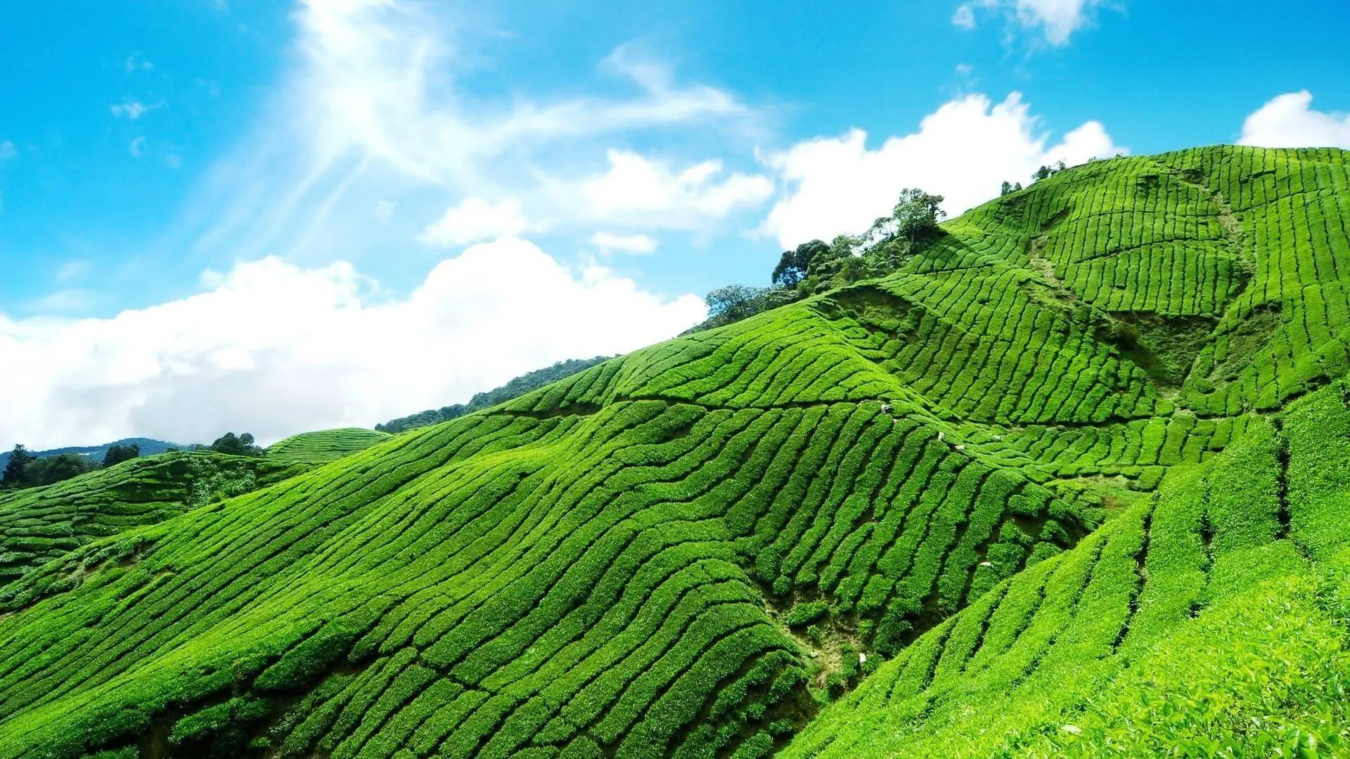 3 Days Munnar Package