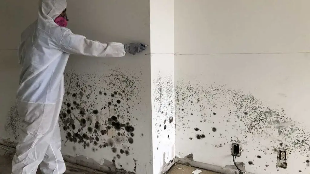 Mold Damage Restoration