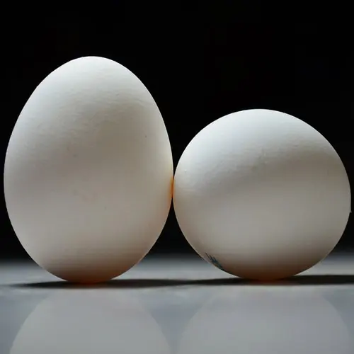 EGG
