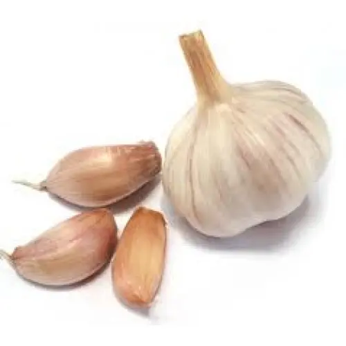 GARLIC