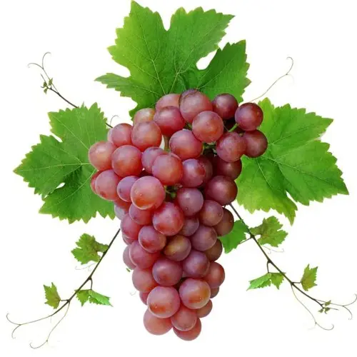 GRAPE ROSE