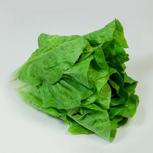 LETTUCE CHINESE