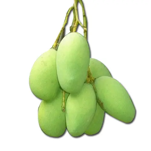 MANGO RAW