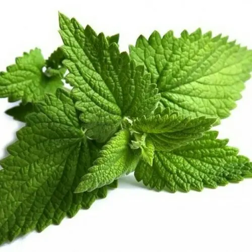 MINT LEAVES