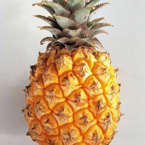 PINEAPPLE