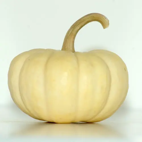 PUMPKIN WHITE