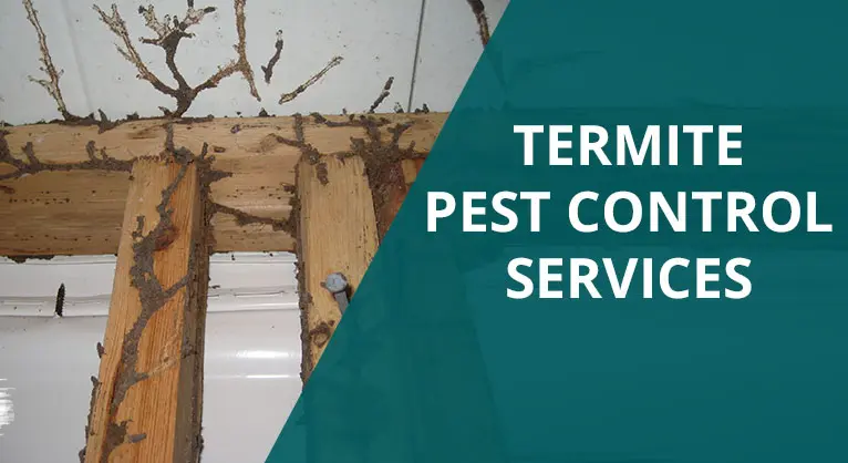 Termite Control