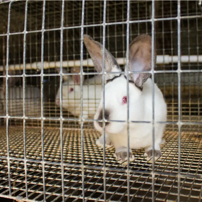 Rabbit for sale