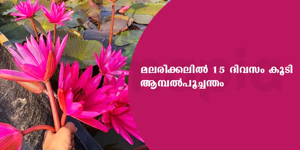മലരിക്കലിൽ 15 ദിവസം കൂടി ആമ്പൽപൂച്ചന്തം