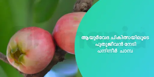 ആയുർവേദ ചികിത്സയിലൂടെ പുതുജീവൻ നേടി പനിനീർ ചാമ്പ