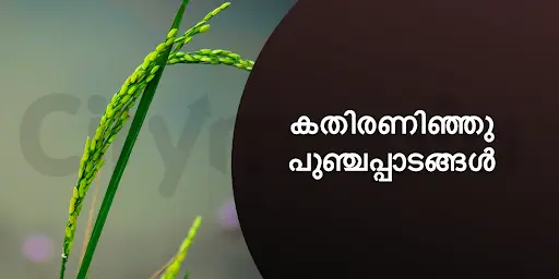 കതിരണിഞ്ഞു പുഞ്ചപ്പാടങ്ങൾ