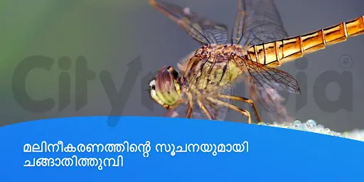 മലിനീകരണത്തിന്റെ സൂചനയുമായി ചങ്ങാതിത്തുമ്പി