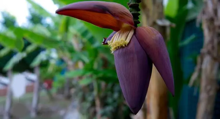 വാഴക്കൂമ്പ് എന്ന ഔഷധം