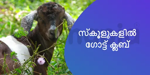 സ്കൂളുകളിൽ ഗോട്ട് ക്ലബ് 