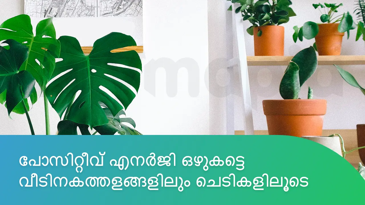 ചെടികളിലൂടെ പോസിറ്റീവ് എനർജി ഒഴുകട്ടെ വീടിനകത്തളങ്ങളിലും