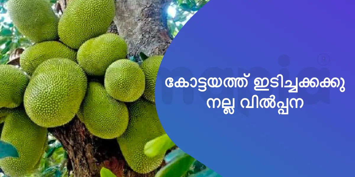 കോട്ടയത്ത് ഇടിച്ചക്കക്കു നല്ല വിൽപ്പന