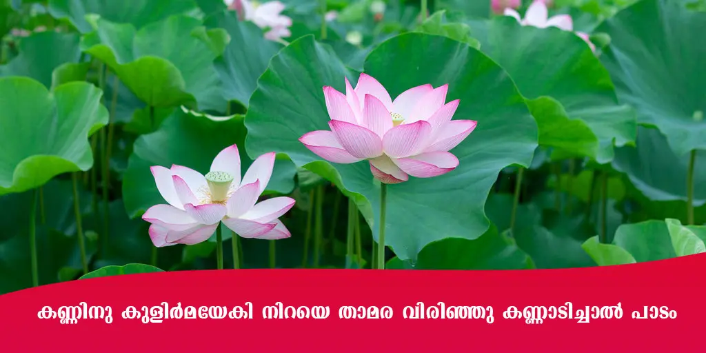 കണ്ണിനു കുളിർമയേകി നിറയെ താമര വിരിഞ്ഞു കണ്ണാടിച്ചാൽ പാടം