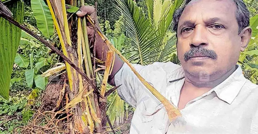 ചെല്ലിയെ ഒതുക്കുന്ന ‘ഒഴിവിൽ’ പന്നി കയറി; മുകളിൽ ചെല്ലി ശല്യം, താഴെ കാട്ടുപന്നി ശല്യം...