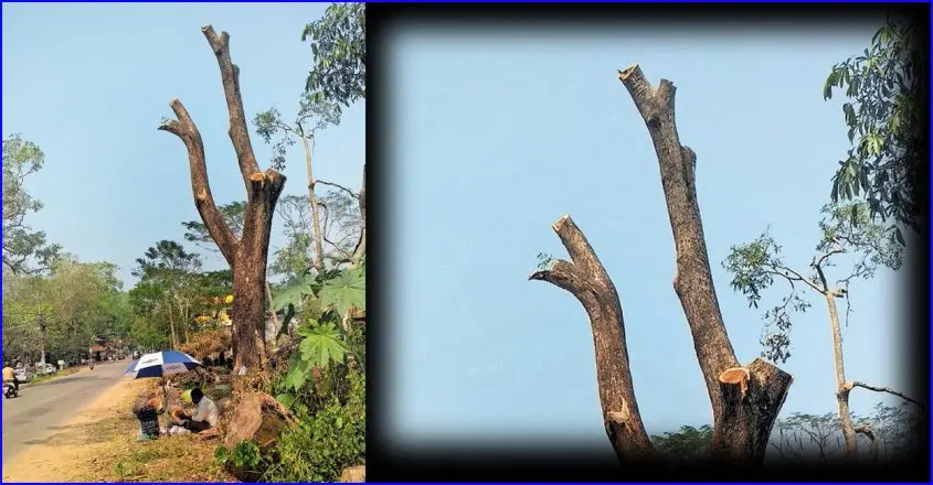 കുളിർമ നിറഞ്ഞ അന്തരീക്ഷം ഇനിയില്ല, തണലിടം മാഞ്ഞു; പക്ഷിക്കൂട്ടങ്ങളും ഒഴിഞ്ഞു..