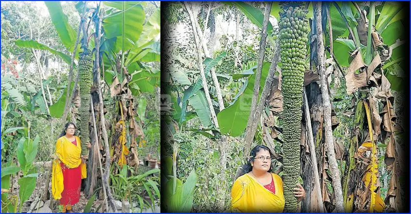 വാഴയുടെ ചുവടോളം നീളുന്ന വാഴക്കുല; വളർന്നു തീർന്നിട്ടില്ല......