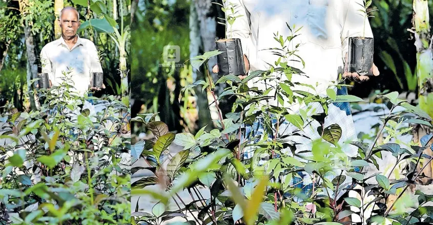 ചന്ദനം മണക്കും വീട്ടുമുറ്റം; വീട്ടുപരിസരത്ത് ചന്ദനമരക്കൃഷി തുടങ്ങി ആനന്ദൻ