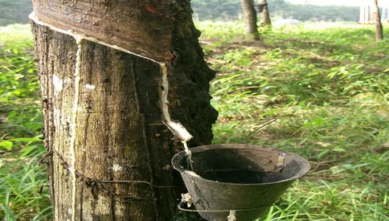റബർ കർഷകരിൽ നിന്നു നേരിട്ട് പാൽ ശേഖരിക്കാൻ ആർപിഎൽ