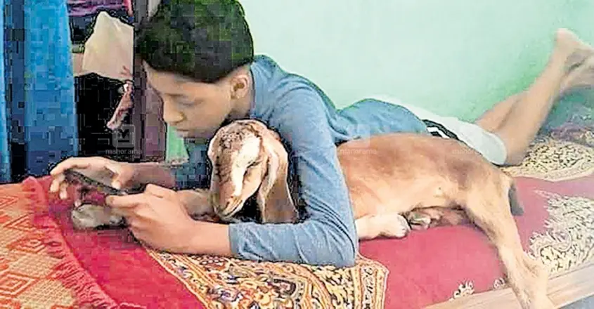 ആടിനെ പിരിയാൻ വയ്യാതെ എട്ടാം ക്ലാസുകാരൻ; വിറ്റ ആടിനെ അധികവില കൊടുത്തു തിരികെവാങ്ങി രക്ഷിതാക്കൾ