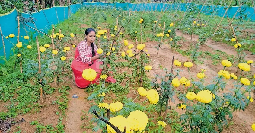 ഒൻപതാം ക്ലാസുകാരി മിന്നു ഒരുക്കിയ പാടത്ത് മിന്നി തിളങ്ങുകയാണ് 'മാരി ഗോൾഡ്'; വെട്ടിക്കവലയിലെ മാതൃകാ കർഷക