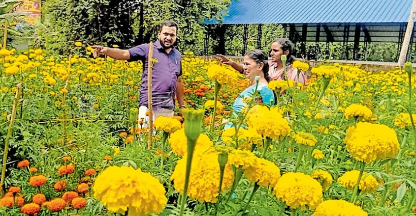 ‘ഓണത്തിന് ഒരു കുട്ട പൂ’ പദ്ധതി വിജയം; ഓണപ്പൂക്കളമൊരുക്കാൻ മറവൻതുരുത്തിലെ പൂക്കൾ