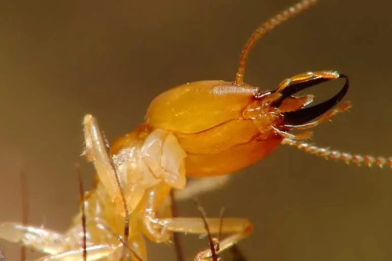 Termite Control