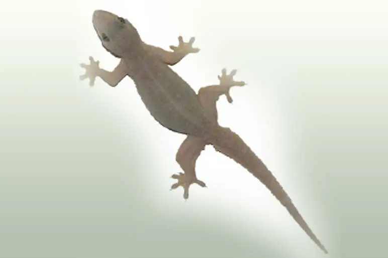 Lizard Control