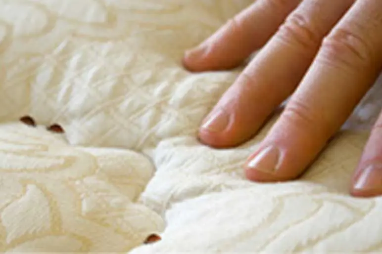 Bed Bug Control