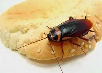 Food Handling pest control services